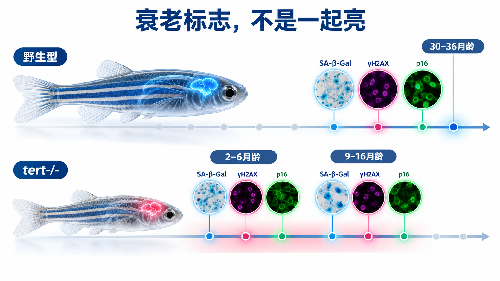 37631362-ebb9-4778-ac4b-fbe6db41fd06.png